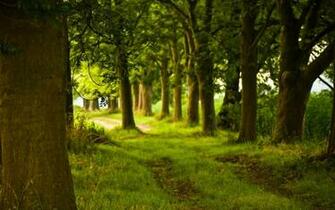 Magical Forest Wallpaper