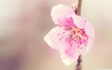 Pretty Pink Flower Ultra HD Desktop Background Wallpaper For 4k
