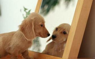 Cute Dachshund HD Desktop Wallpaper Animal