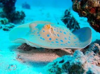 Wallpaper Batoidea 5k 4k Red Sea Egypt