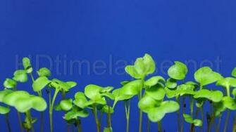 Ultra HD 4k Video Time Lapse Stock Footage Growing Radish