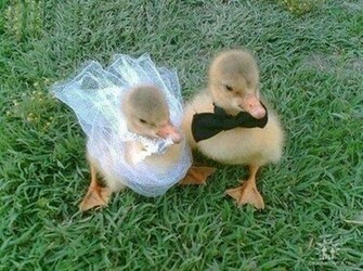 Cute Baby Duck Pictures To Make You Say A
