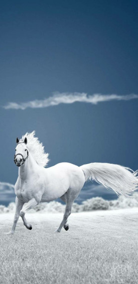 4k Ultra HD Horse Wallpaper For Android And iPhone