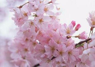 Wallpaper Sakura Flower Spring Petals Desktop