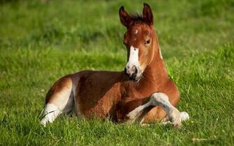 Horse Wallpaper Pictures