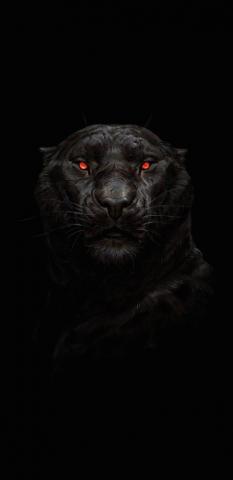 Tiger Glowing Red Eyes Predator Dark Wallpaper