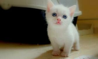 Cats Animals Kittens HD Wallpaper In