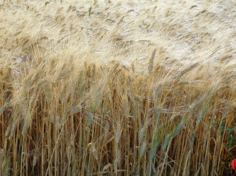 Wheat Field V25xidaihudscfi5 Wallpaper