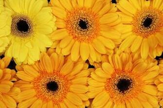 Gerbera Daisies Wallpaper