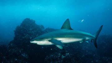 Shark Pictures Wallpaper National Geographic