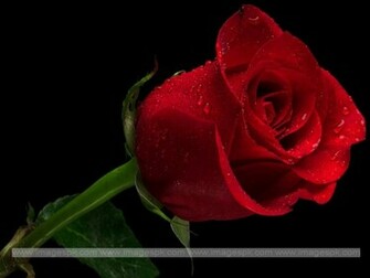 Single Red Rose Wallpaper