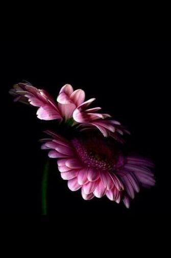 Flower Wallpaper Black Pink For iPhone