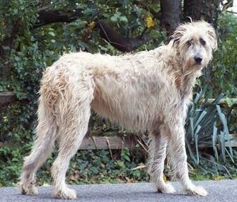 Irish Wolfhound Wallpaper