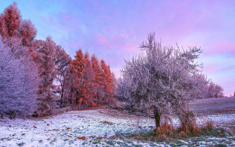 Winter Forest Wallpaper 4k Morning 5k 8k Trees