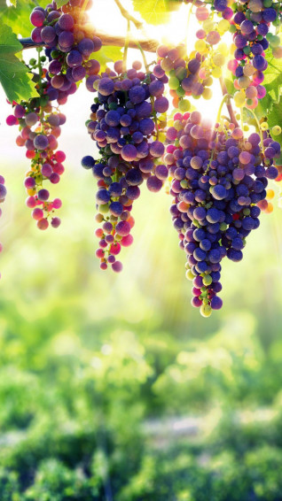 Grapes 4k Ultra HD Mobile Wallpaper