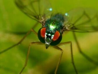 Fly Wallpaper