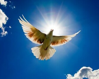 Dove Doves Wallpaper