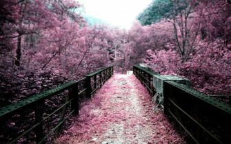Japan Sakura Flowers HD Wallpaper