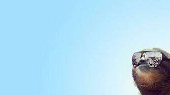 Money Sloth Wallpaper Sunglasses Dollar Bills Sloths