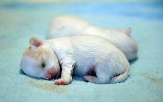 Pomeranian Puppies HD Wallpaper Animals