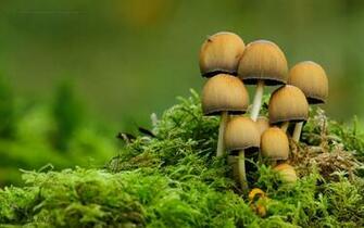 HD Wallpaper Hollywood Actress Mushroom