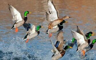 Flying Ducks Wallpaper At Wallpaperbro