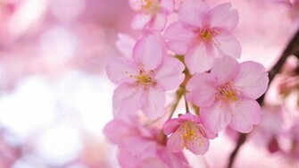 Pink Flowers Wallpaper