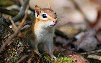 Chipmunks Wallpaper Funny Animals