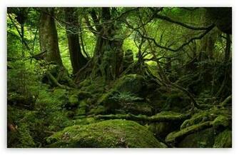 Image About Uwcsea Rainforest Reforestation Project