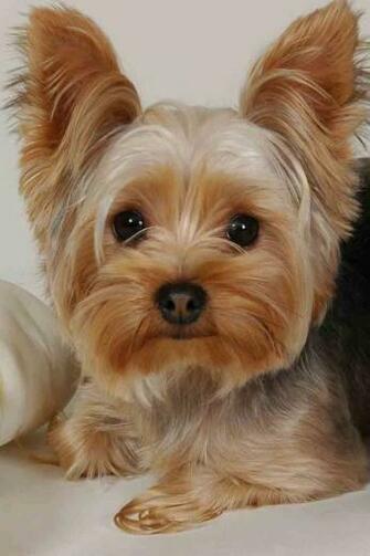 Puppy Chrome Themes Desktop Wallpaper More For Dog Lovers