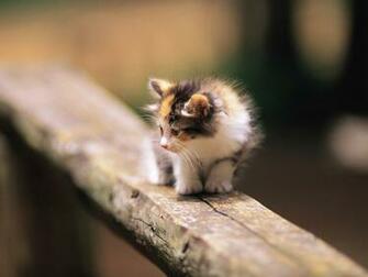 Cool Cat Pictures