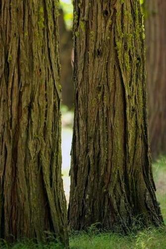 Yosemite Woods iPhone HD Wallpaper