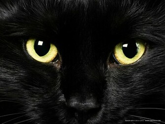 Deanne Morrison Black Cat Wallpaper