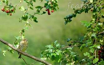Feathers Wild Bird Care Email Info Featherswildbirdcare Co