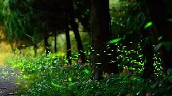 Fireflies Wallpaper
