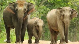 World Elephant Day Should We Be Worried About The Number Of