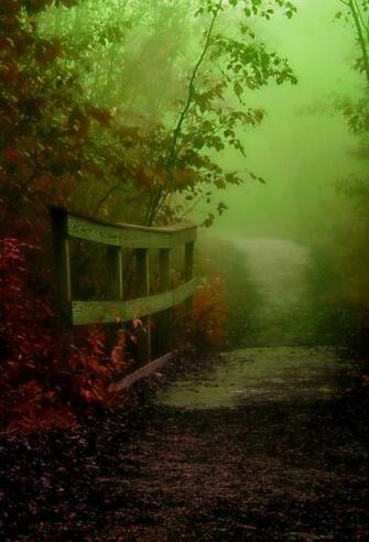 Fog Forest