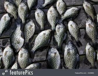 Crappie Background