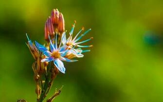 Pics Photos Wallpaper Exotic Flowers