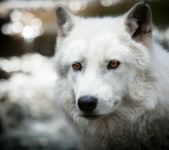 White Wolf Wallpaper Screensaver Pre Id