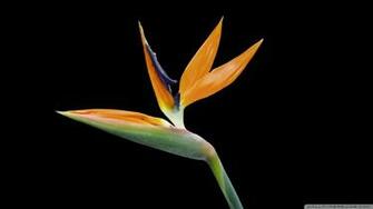 Bird Of Paradise Flower Exotic Plant Jpg