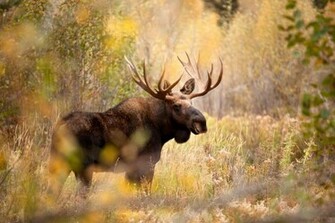 Moose Wallpaper High Definition