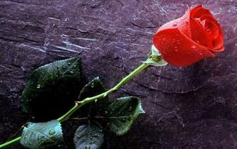 Wallpaper Rose Flowers