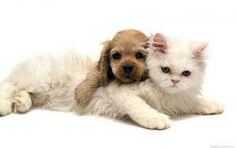 Cats And Dogs Desktop Wallpaper HD Wide