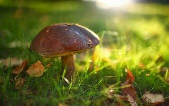 Wallpaper Mushrooms