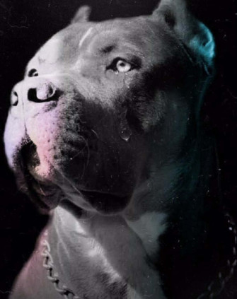 Black Pitbull X Wallpaper