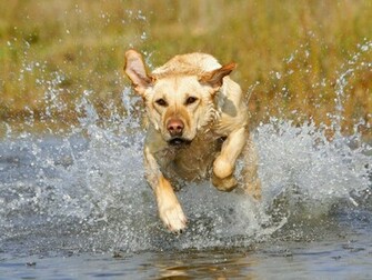 Yellow Lab Puppies Wallpaper