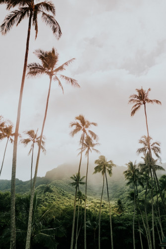 Tropical Wallpaper HD Hq