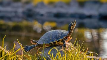 Turtle Yellow Bellied Slider Wallpaper 4k HD Pc 2720g