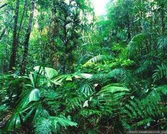 Tropical Rainforest Wallpaper